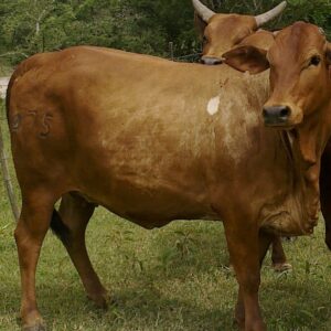 Kenya  - Udhyia Cow / share